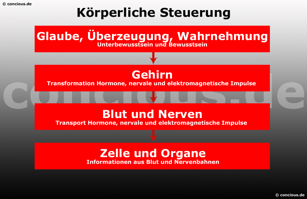 die biologische Steuerung